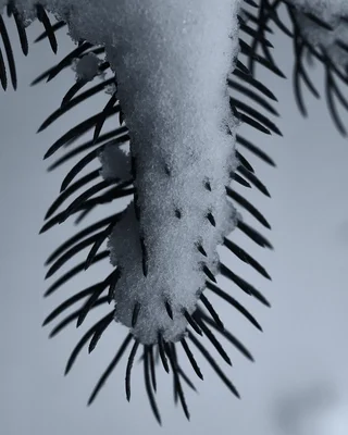 snow covered pine branch with dark needles